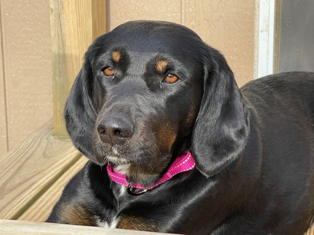 Darla Darling, Adopted, Adult Female Hound & Black and Tan Coonhound.
