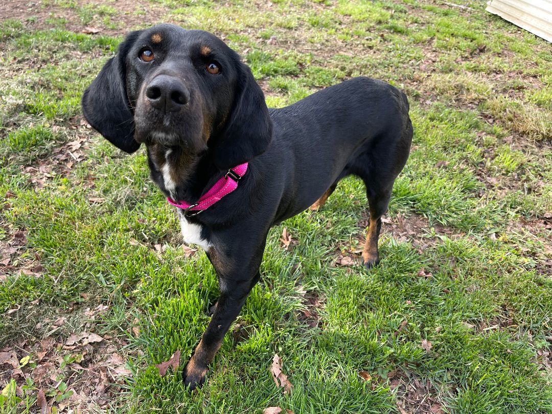 Darla Darling, a Adopted mixed breed in Cleveland, TN image 2/6