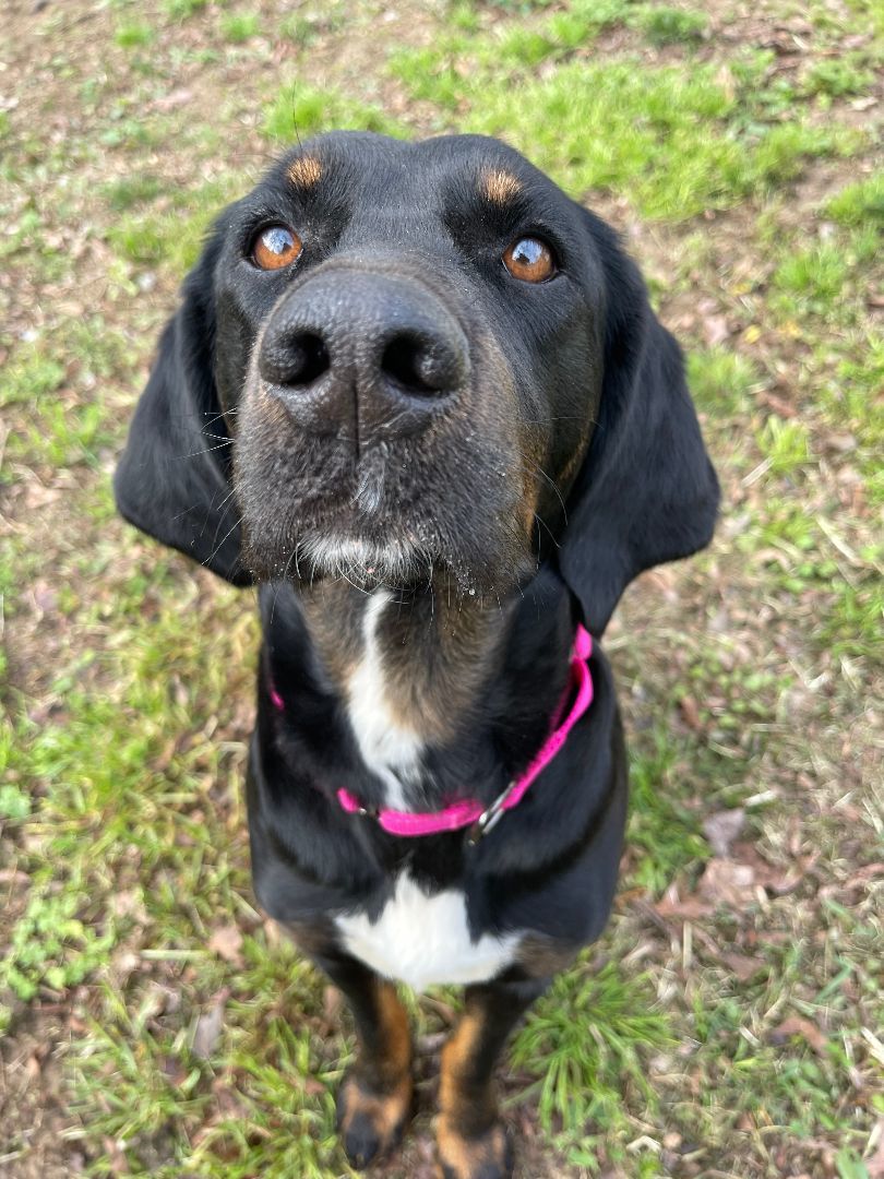Darla Darling, a Adopted mixed breed in Cleveland, TN image 3/6