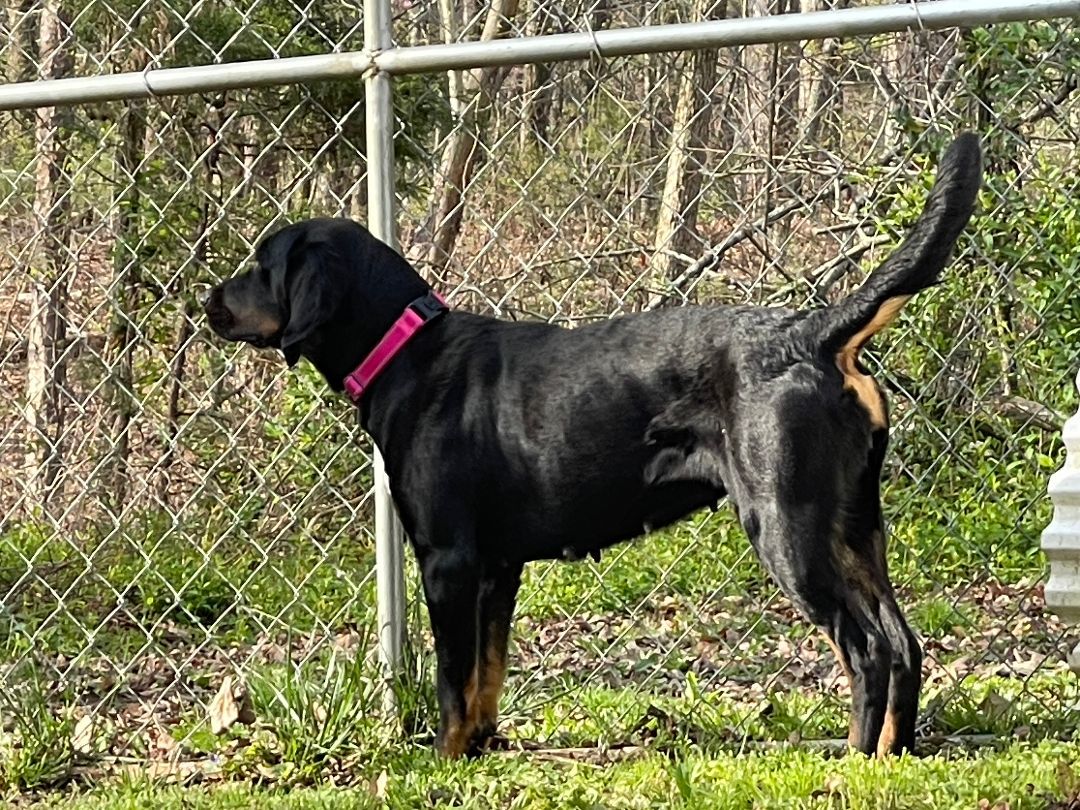 Darla Darling, a Adopted mixed breed in Cleveland, TN image 4/6