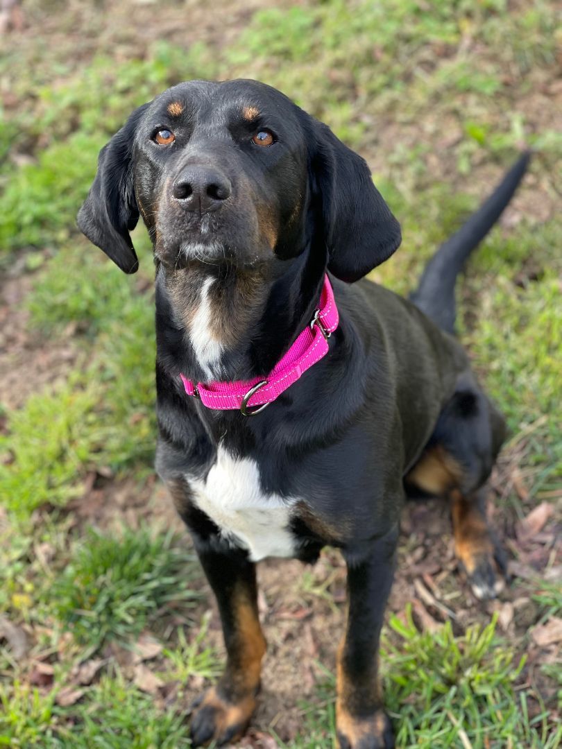 Darla Darling, a Adopted mixed breed in Cleveland, TN image 5/6