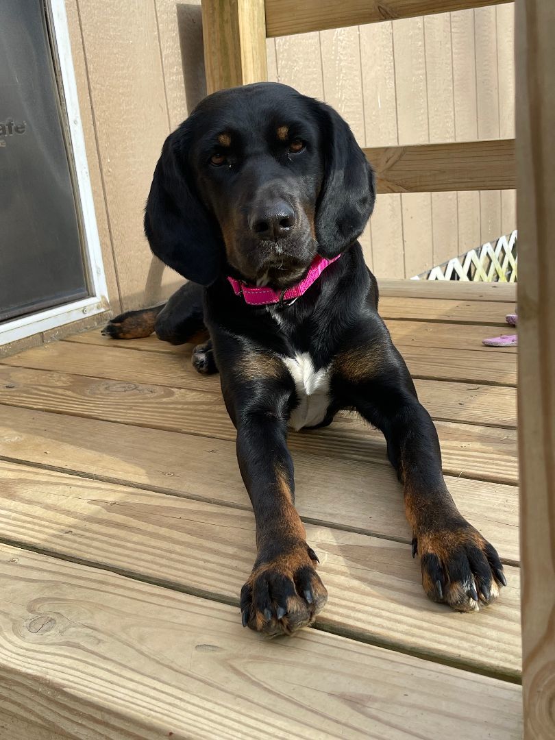 Darla Darling, a Adopted mixed breed in Cleveland, TN image 6/6