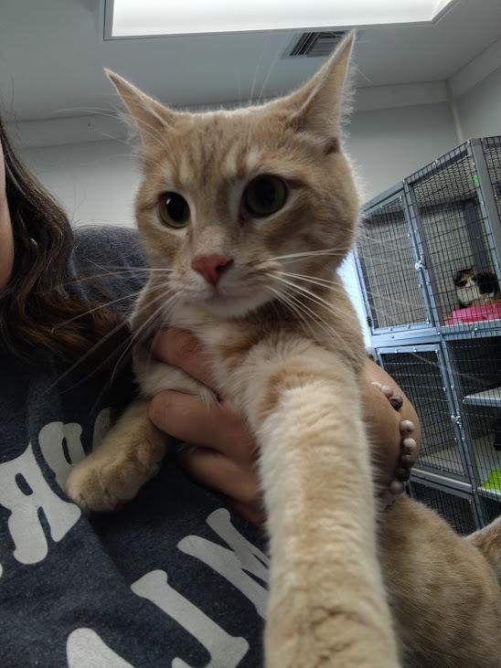 Sandy, Adoptable, Young Male Domestic Short Hair.