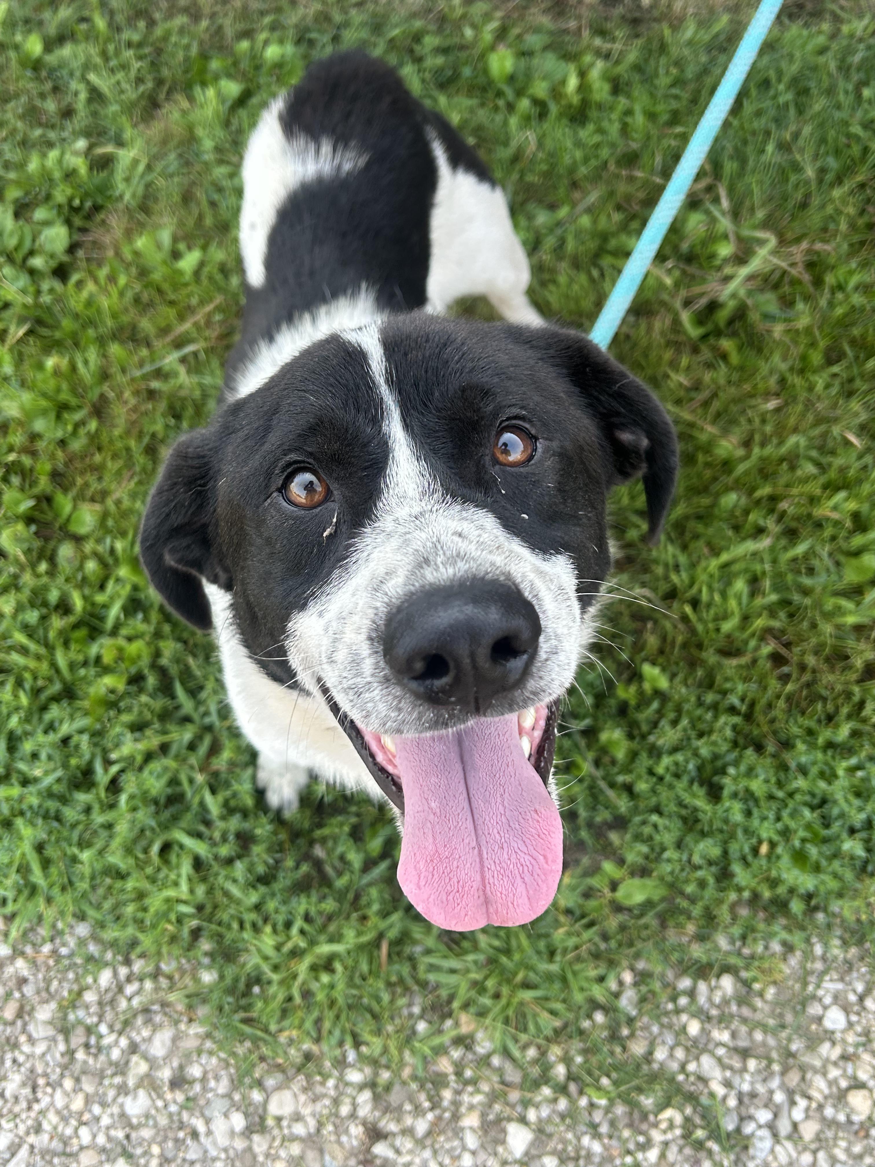Enlarge Angel, a Adoptable mixed breed in Tama, IA image 2/2