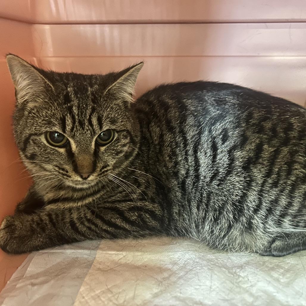 Razzy Tazzy, a Adoptable Domestic Short Hair in Marion, IL image 1/3