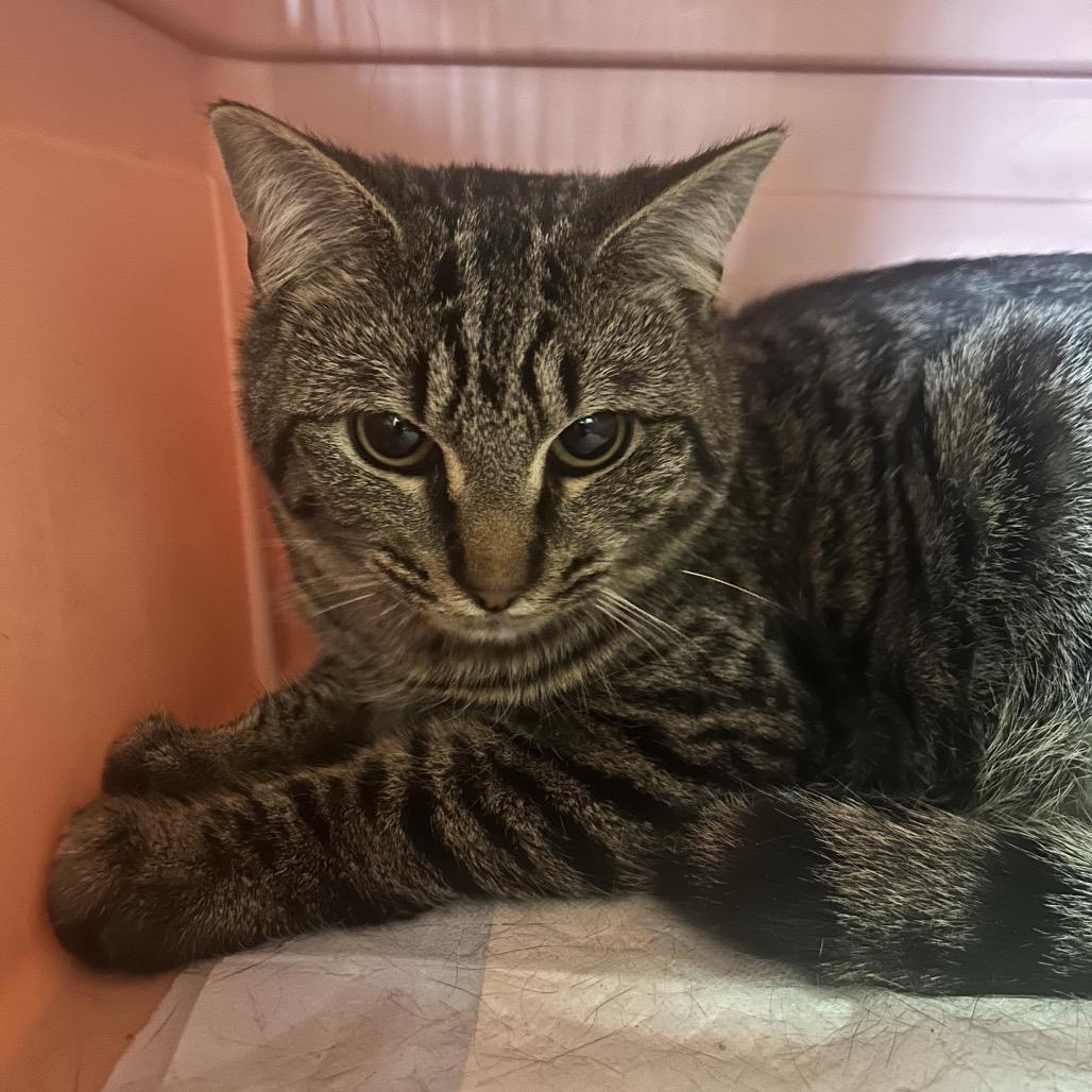 Razzy Tazzy, a Adoptable Domestic Short Hair in Marion, IL image 2/3