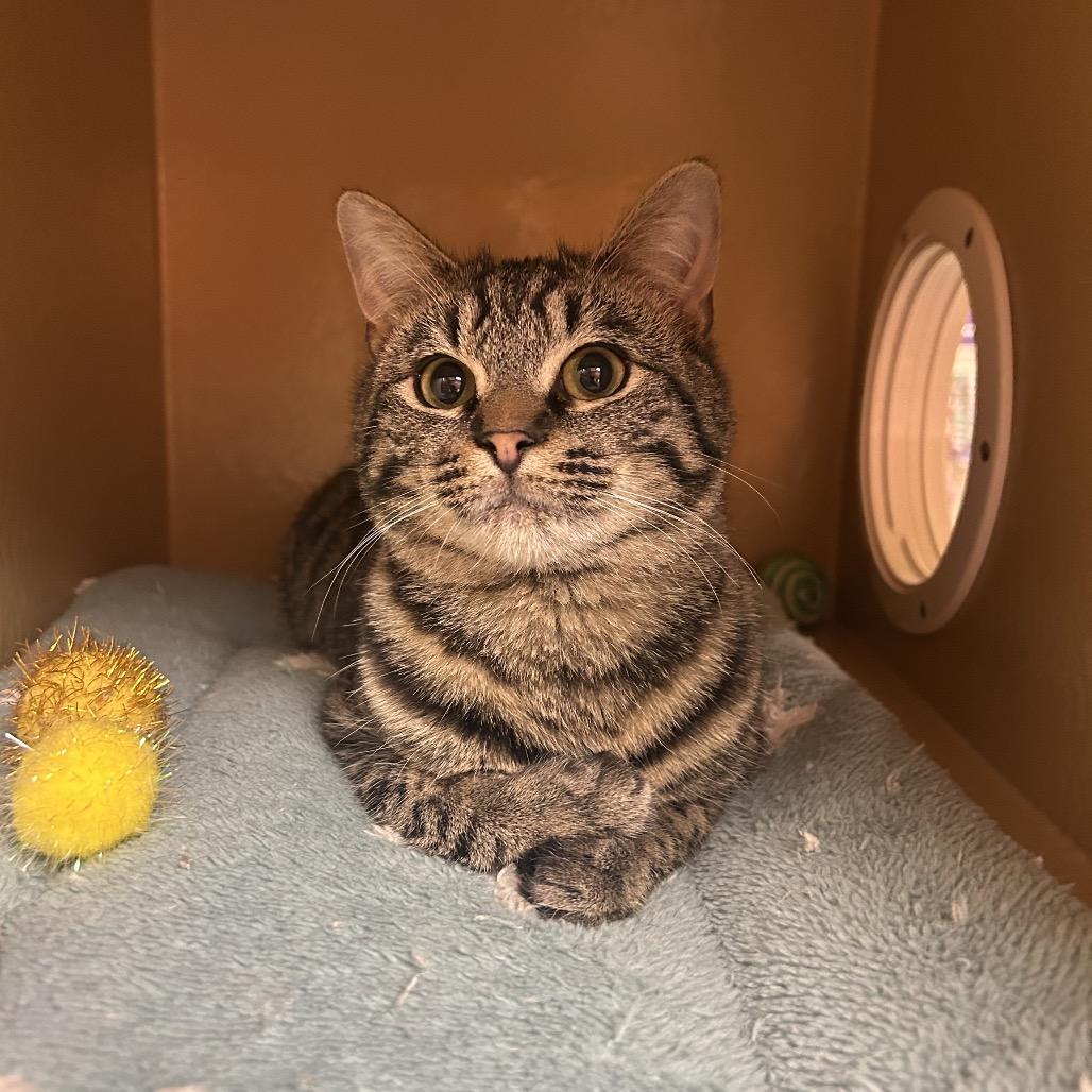 Razzy Tazzy, a Adoptable Domestic Short Hair in Marion, IL image 3/3