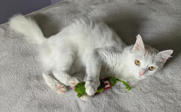 PURRCY