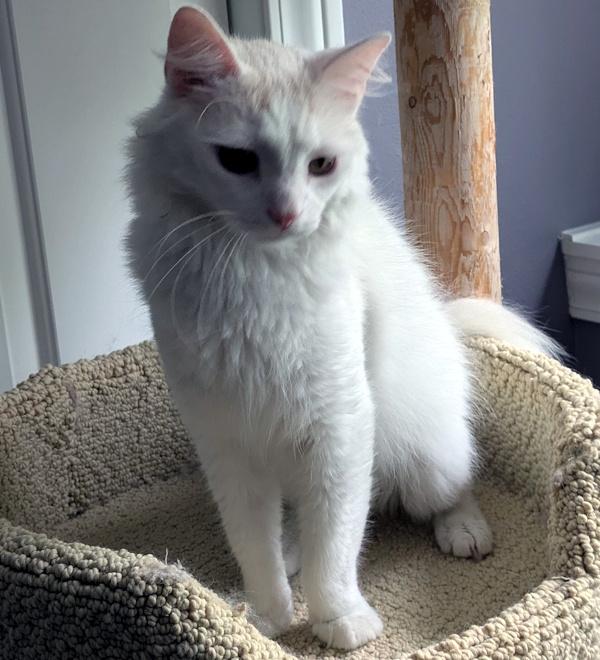 PURRCY