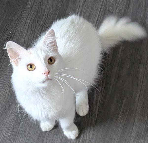 PURRCY