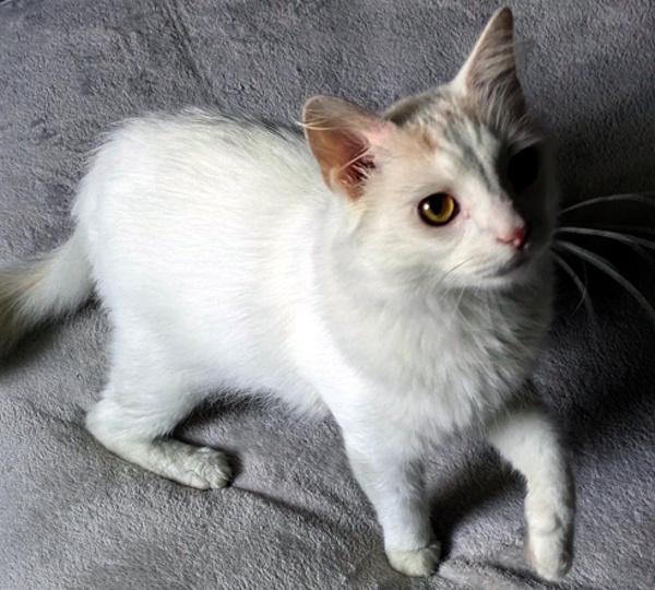 PURRCY