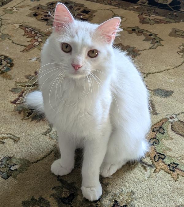 PURRCY
