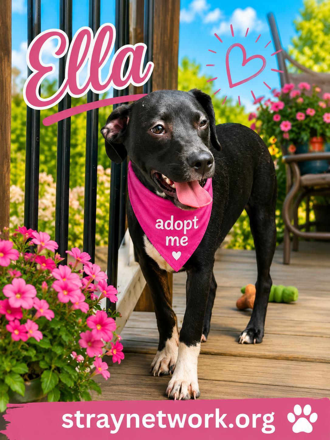 Enlarge Ella, a ADOPTABLE Labrador Retriever in Hatfield, PA image 3/4
