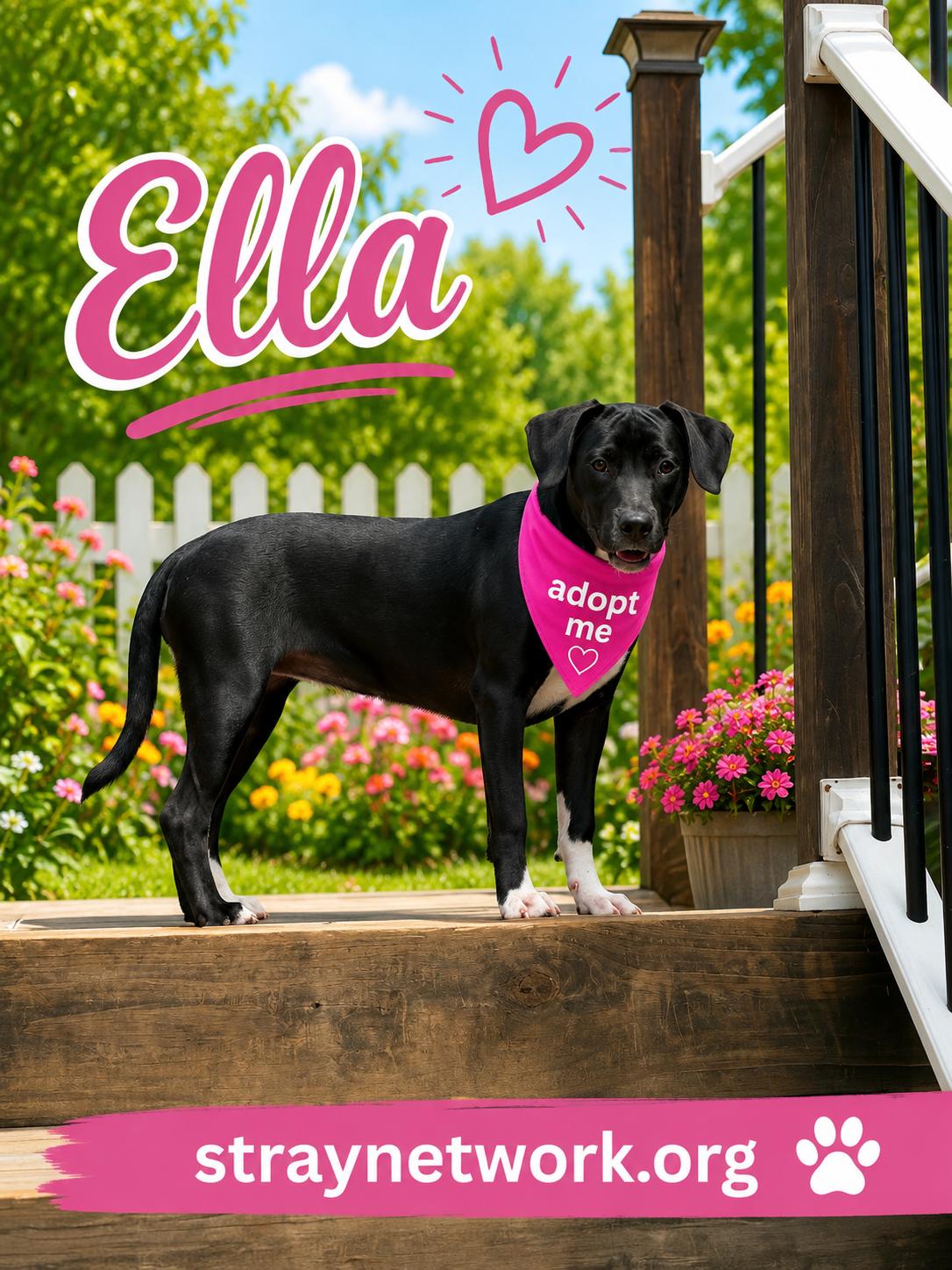 Enlarge Ella, a ADOPTABLE Labrador Retriever in Hatfield, PA image 4/4