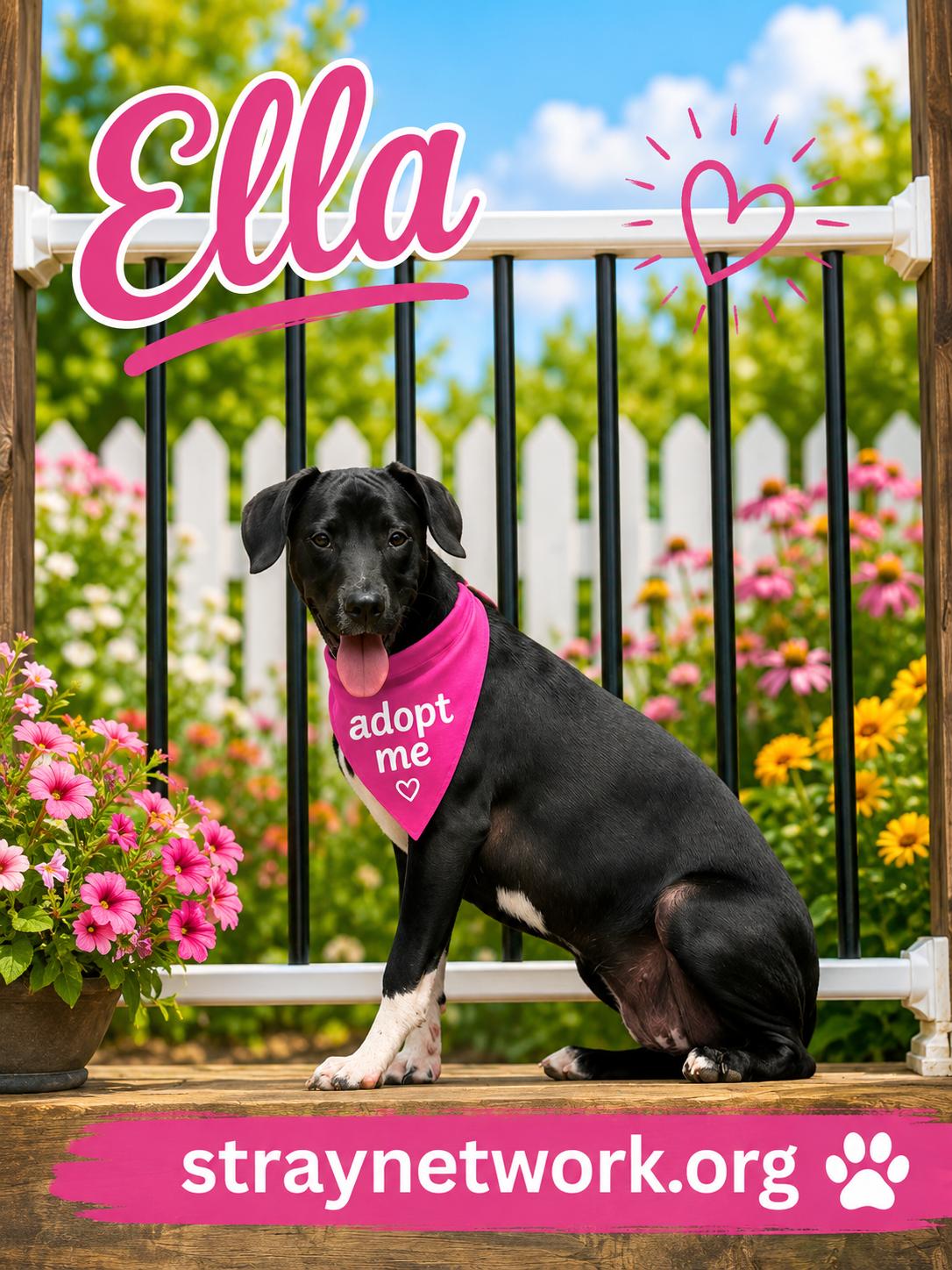 Enlarge Ella, a ADOPTABLE Labrador Retriever in Hatfield, PA image 2/4