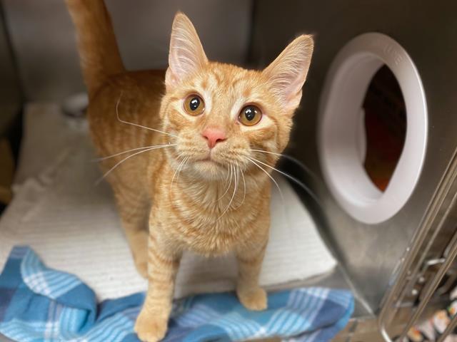 TANGO, Adoptable, Young Male Domestic Short Hair.