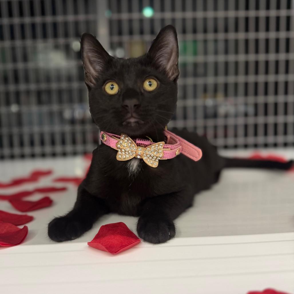 Enlarge Loki, a Adoptable Domestic Short Hair in League City, TX image 1/3