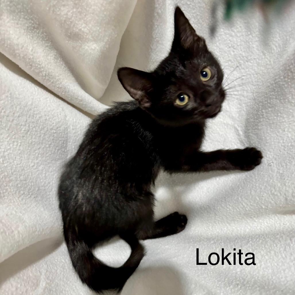 Enlarge Loki, a Adoptable Domestic Short Hair in League City, TX image 2/3