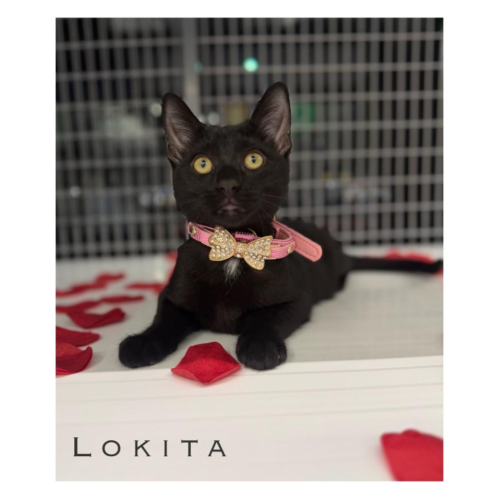 Enlarge Loki, a Adoptable Domestic Short Hair in League City, TX image 3/3