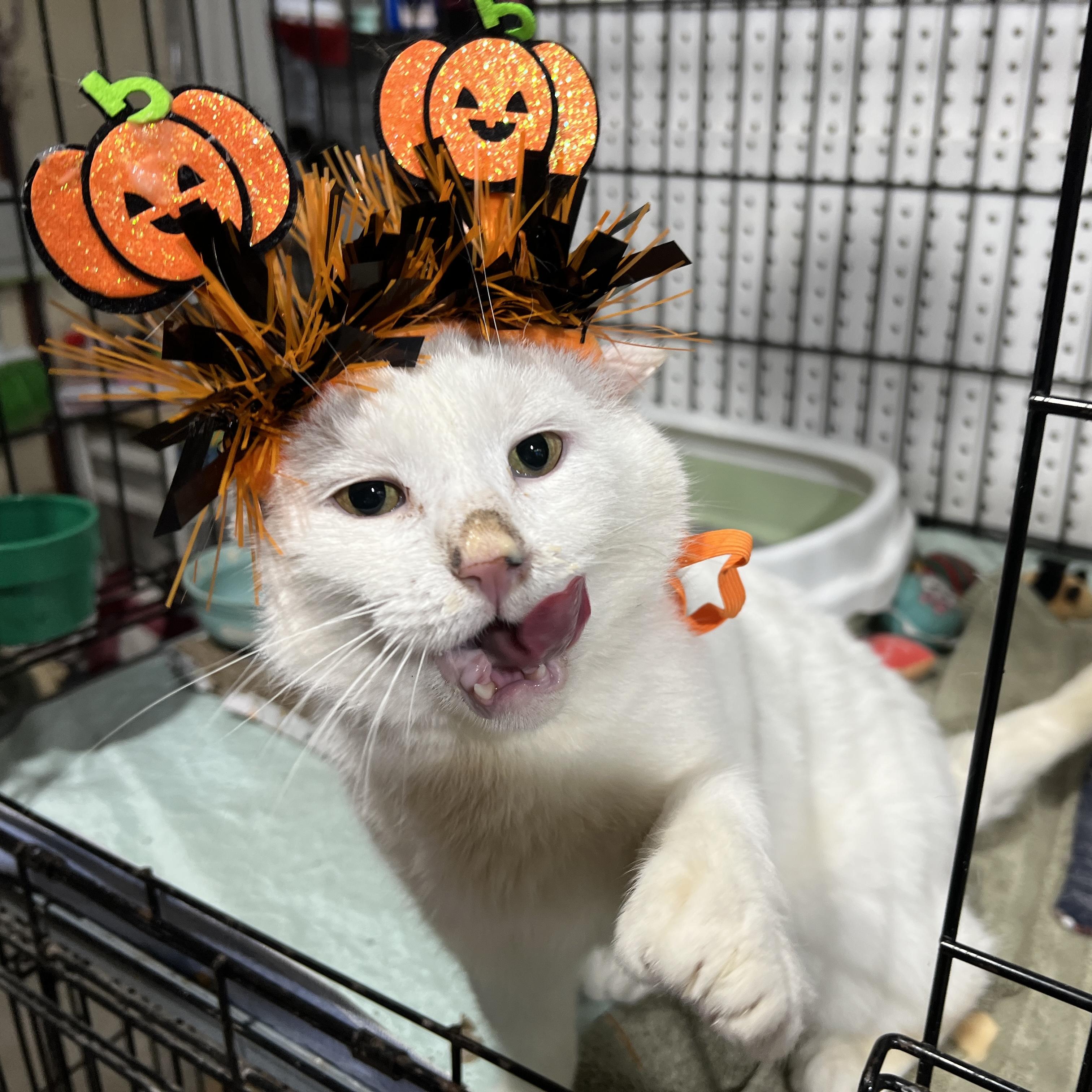 Enlarge Willoughby, a Adoptable Domestic Short Hair in Brentwood, NH image 1/4