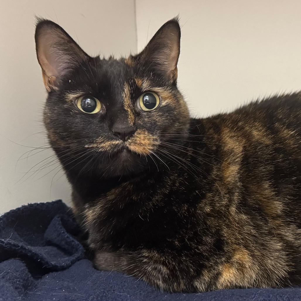 Enlarge Dent, a Adoptable Domestic Short Hair in Sequim, WA image 1/6