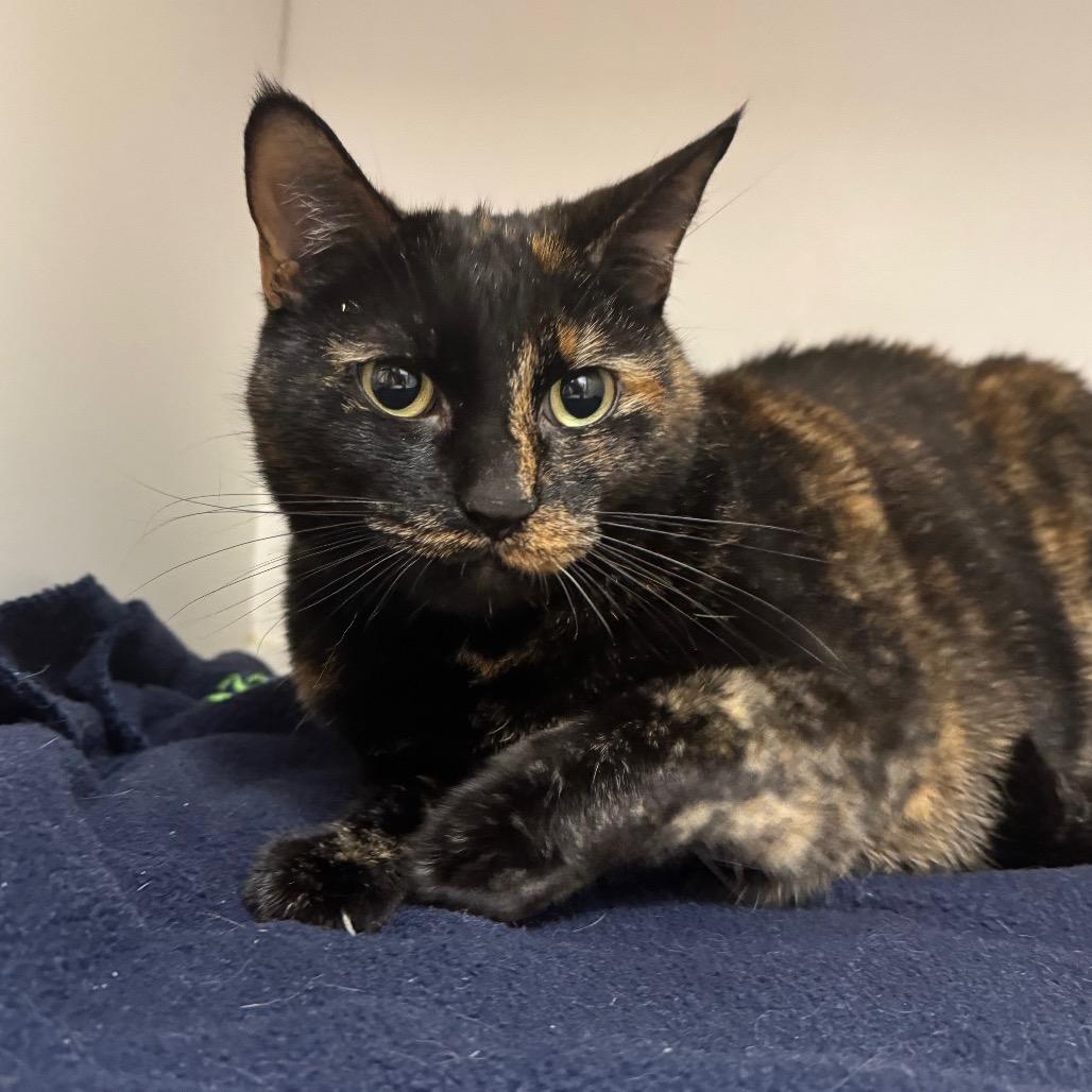 Enlarge Dent, a Adoptable Domestic Short Hair in Sequim, WA image 4/6