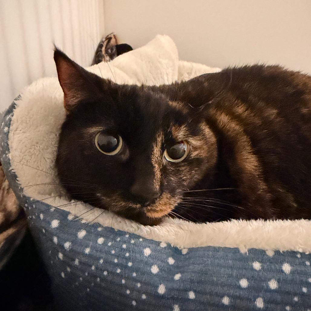 Enlarge Dent, a Adoptable Domestic Short Hair in Sequim, WA image 2/6