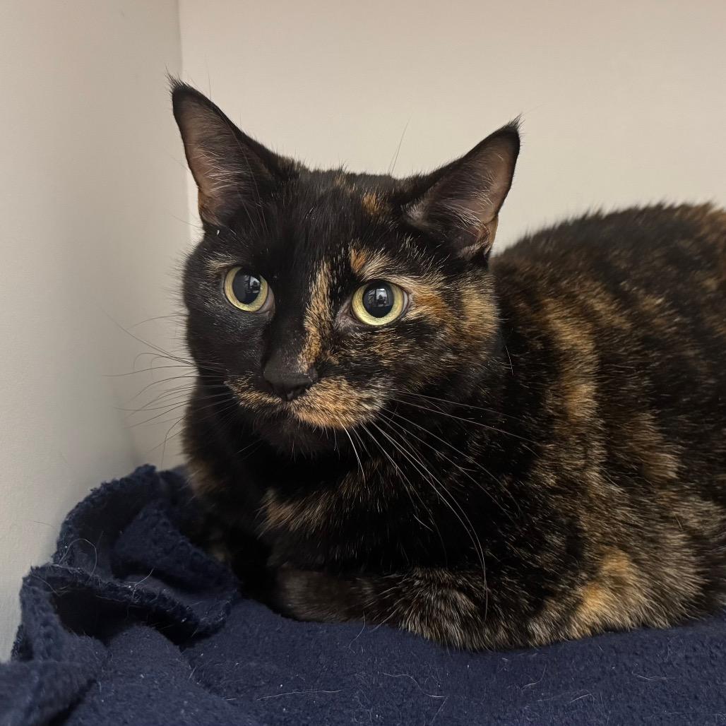 Enlarge Dent, a Adoptable Domestic Short Hair in Sequim, WA image 5/6