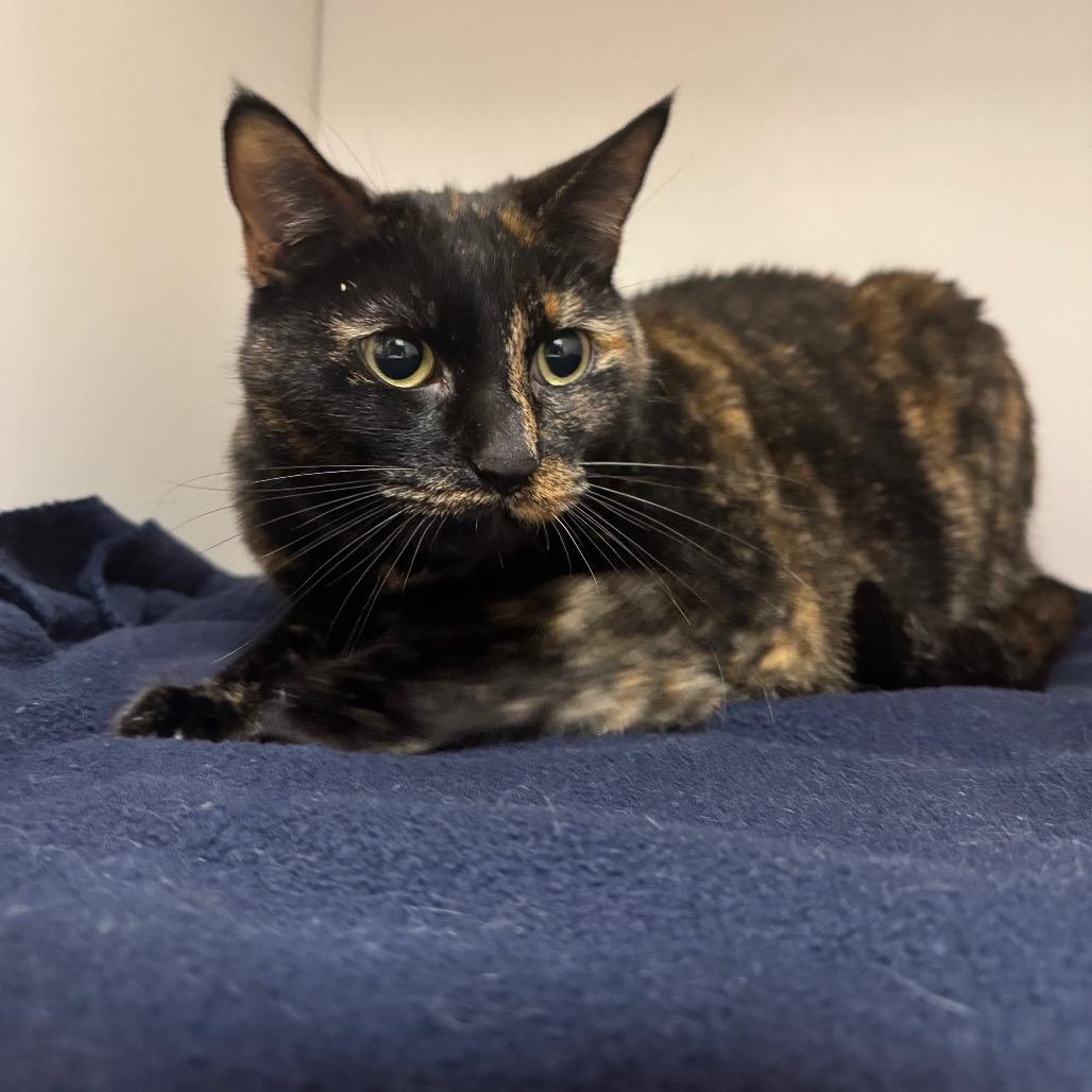 Enlarge Dent, a Adoptable Domestic Short Hair in Sequim, WA image 3/6