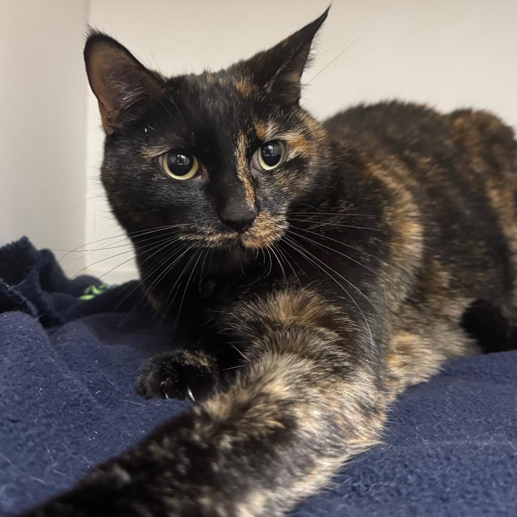 Enlarge Dent, a Adoptable Domestic Short Hair in Sequim, WA image 6/6