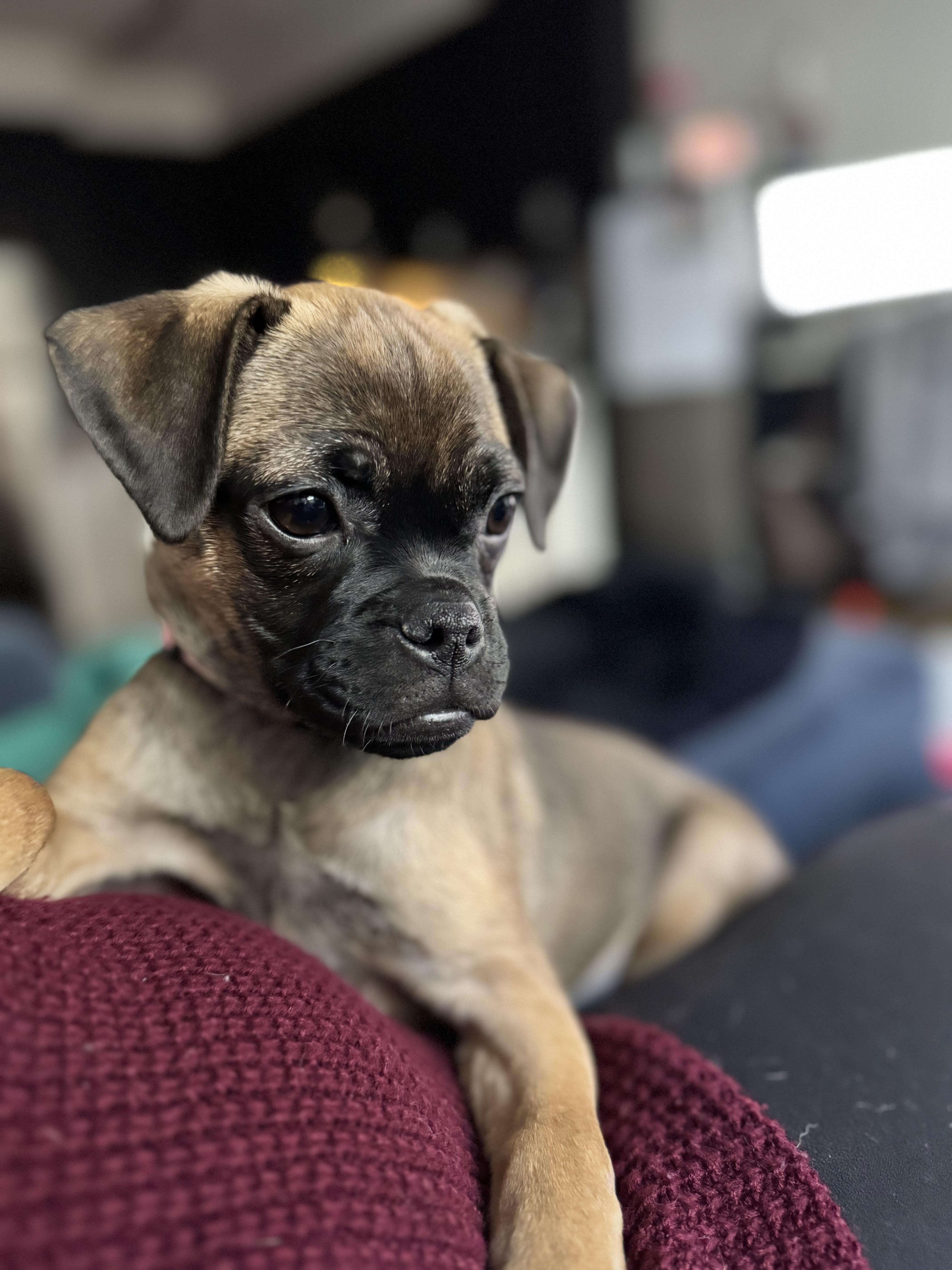 Wren, adopted, Puppy Female Pug.