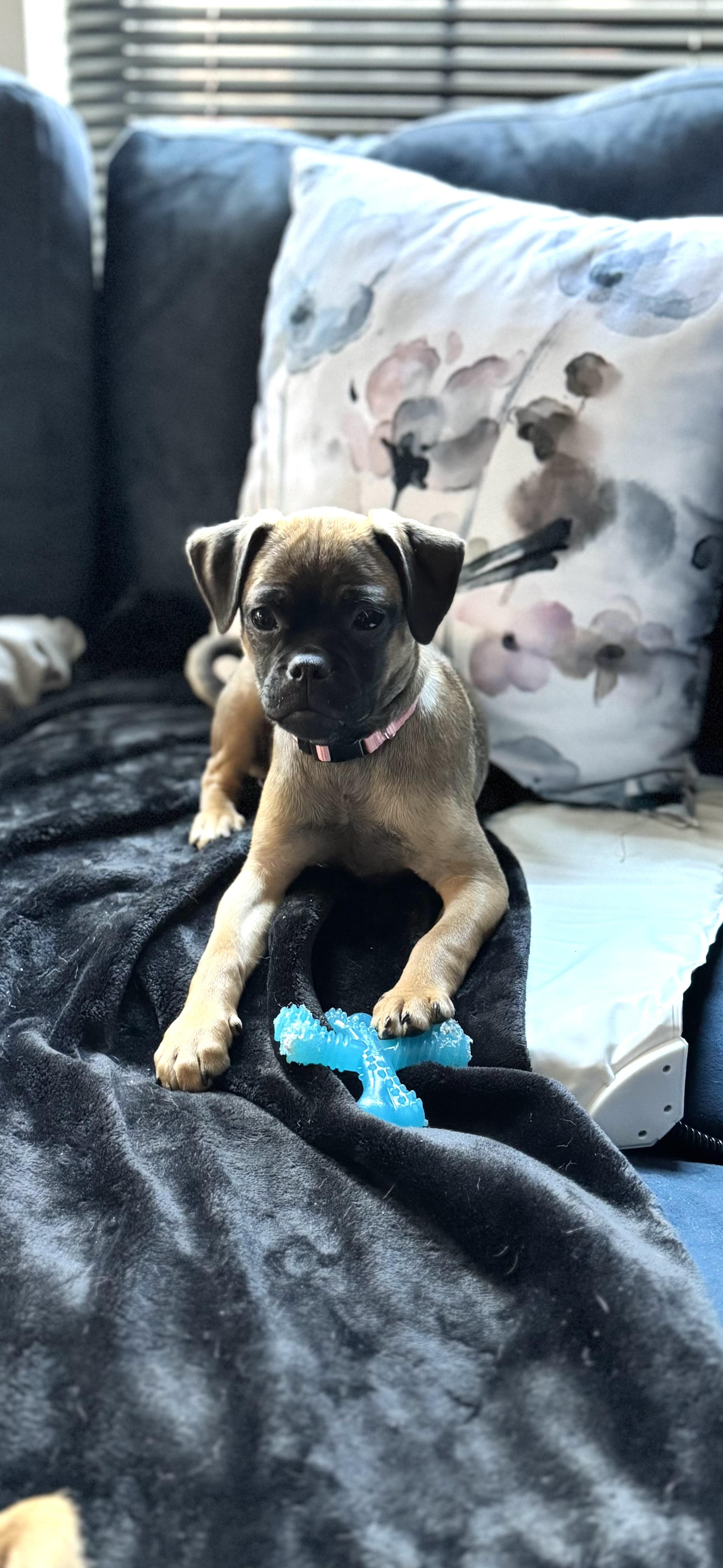 Enlarge Wren, an adopted mixed breed in Washington DC, DC image 6/6