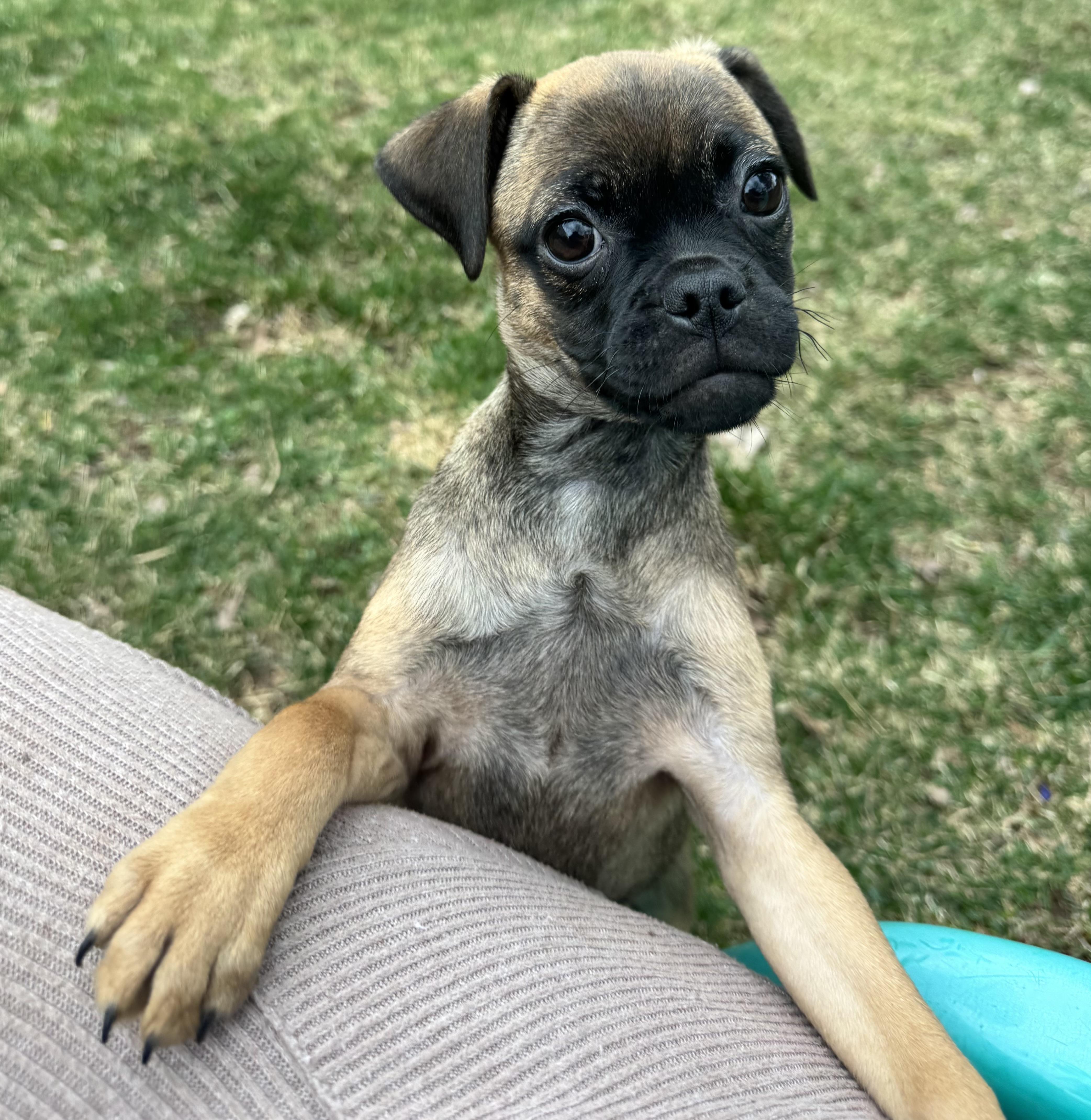 Enlarge Wren, an adopted mixed breed in Washington DC, DC image 2/6