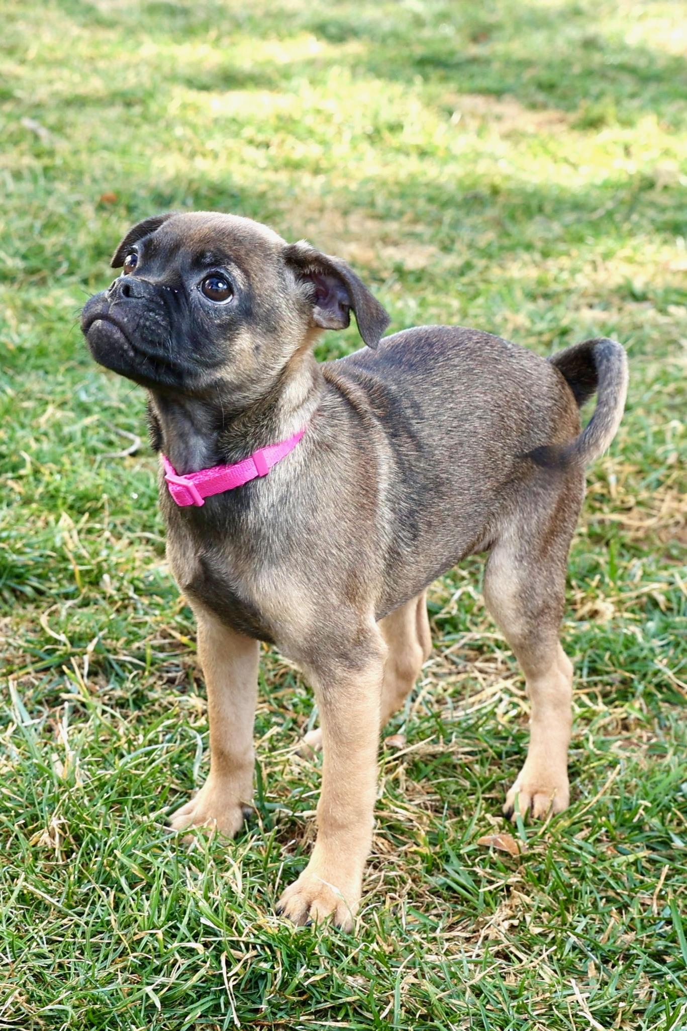 Enlarge Wren, an adopted mixed breed in Washington DC, DC image 4/6
