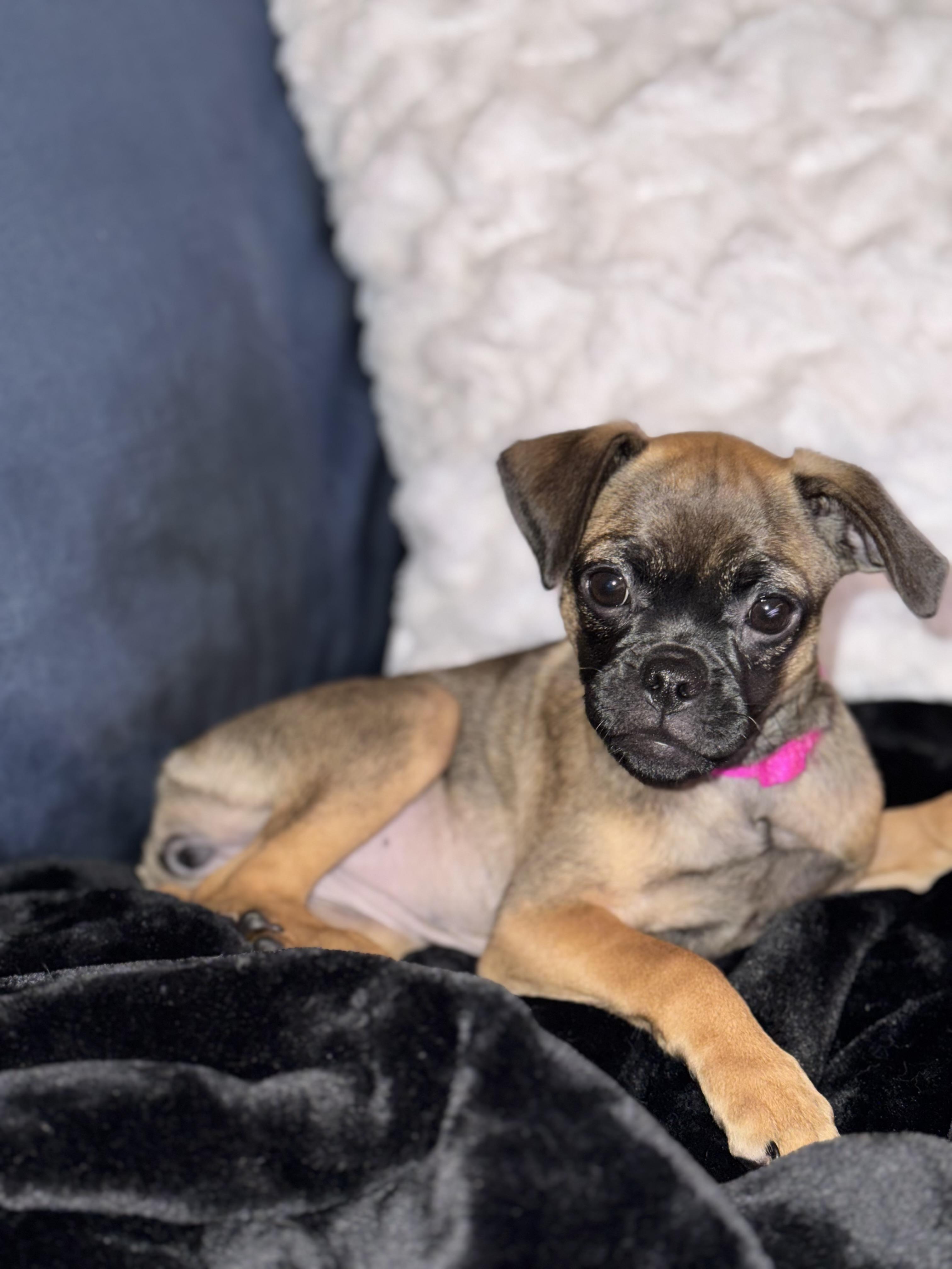 Enlarge Wren, an adopted mixed breed in Washington DC, DC image 3/6