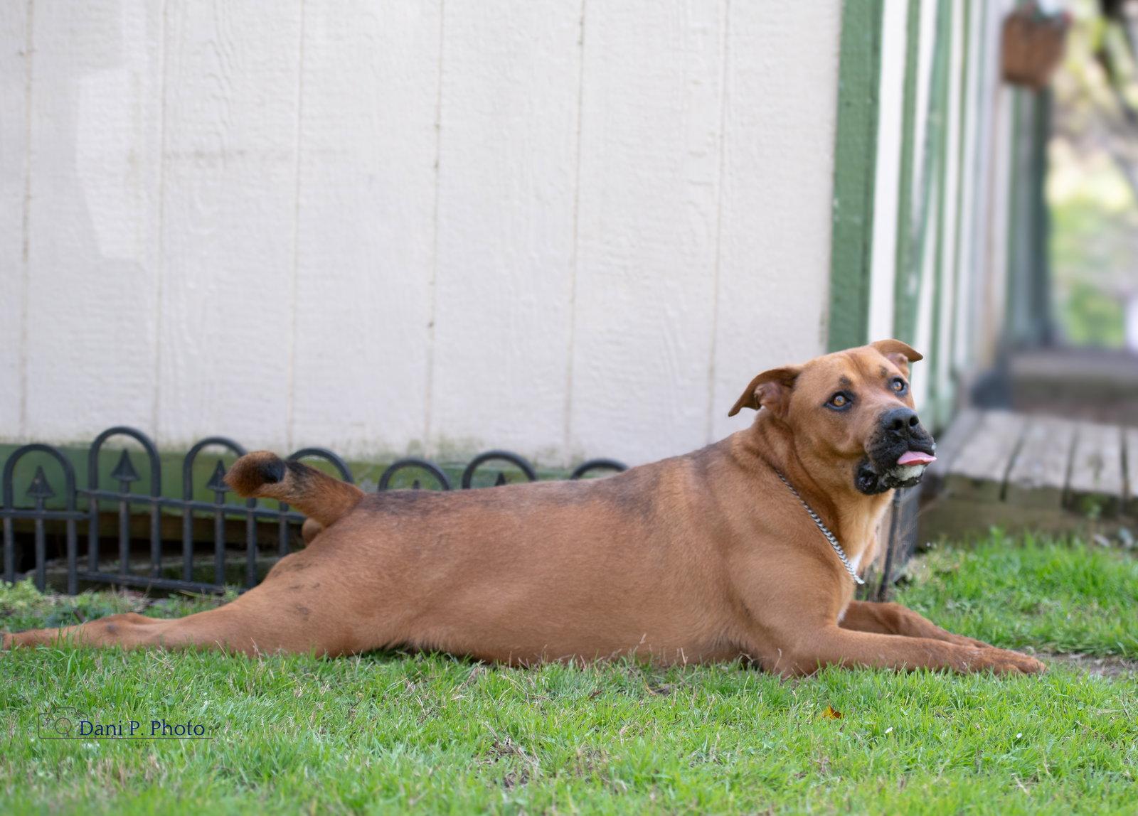 Brother, Adoptable, Adult Male German Shepherd Dog & Boerboel.