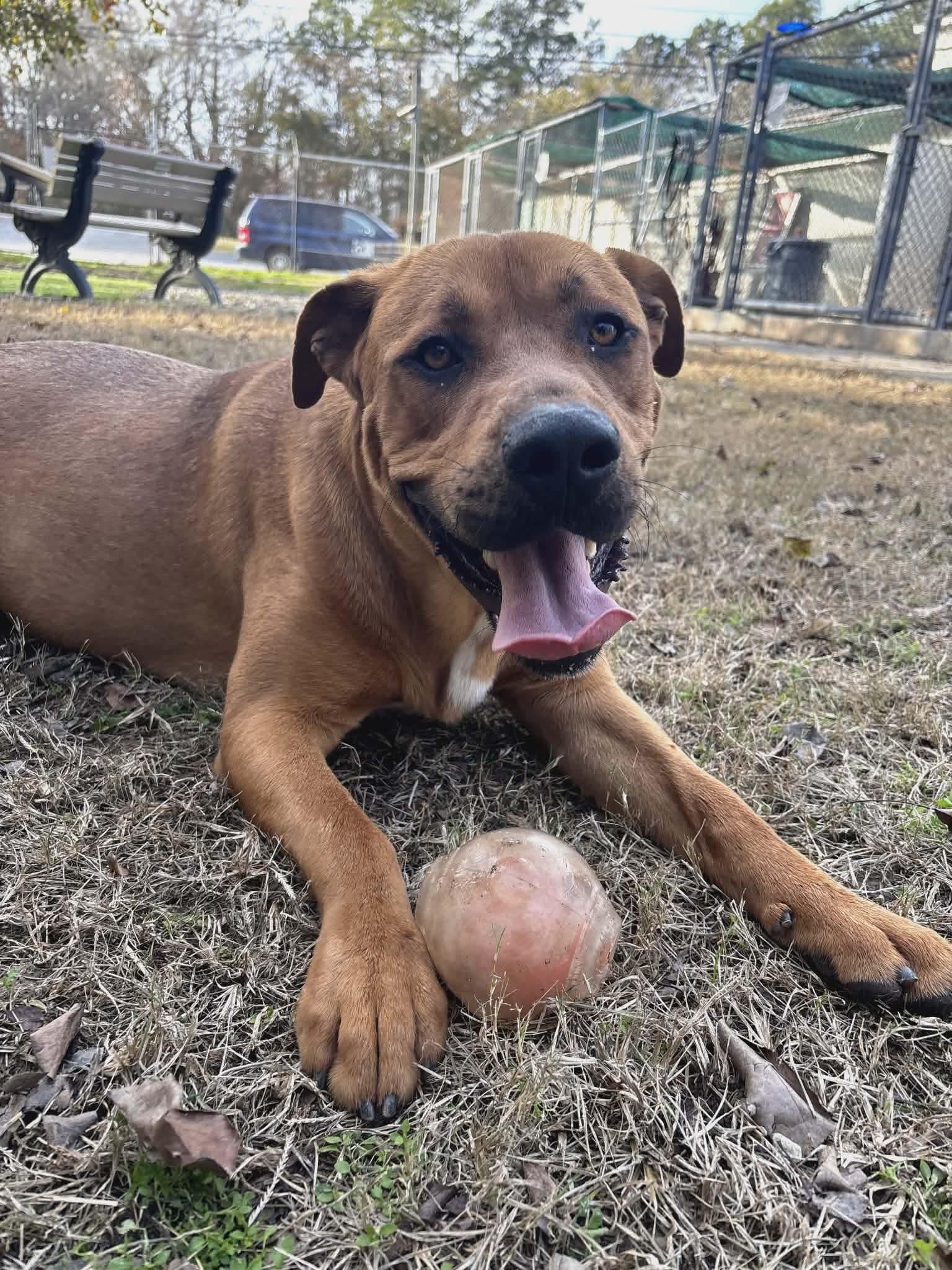 Enlarge Brother, a Adoptable mixed breed in Locust Grove, GA image 2/3