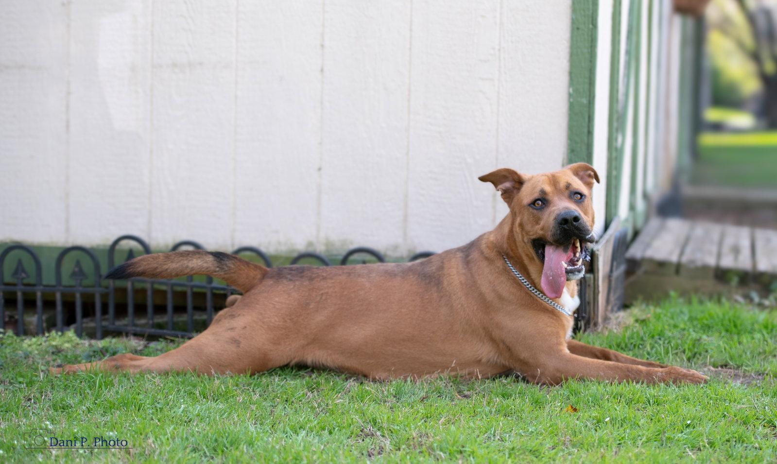Enlarge Brother, a Adoptable mixed breed in Locust Grove, GA image 3/3