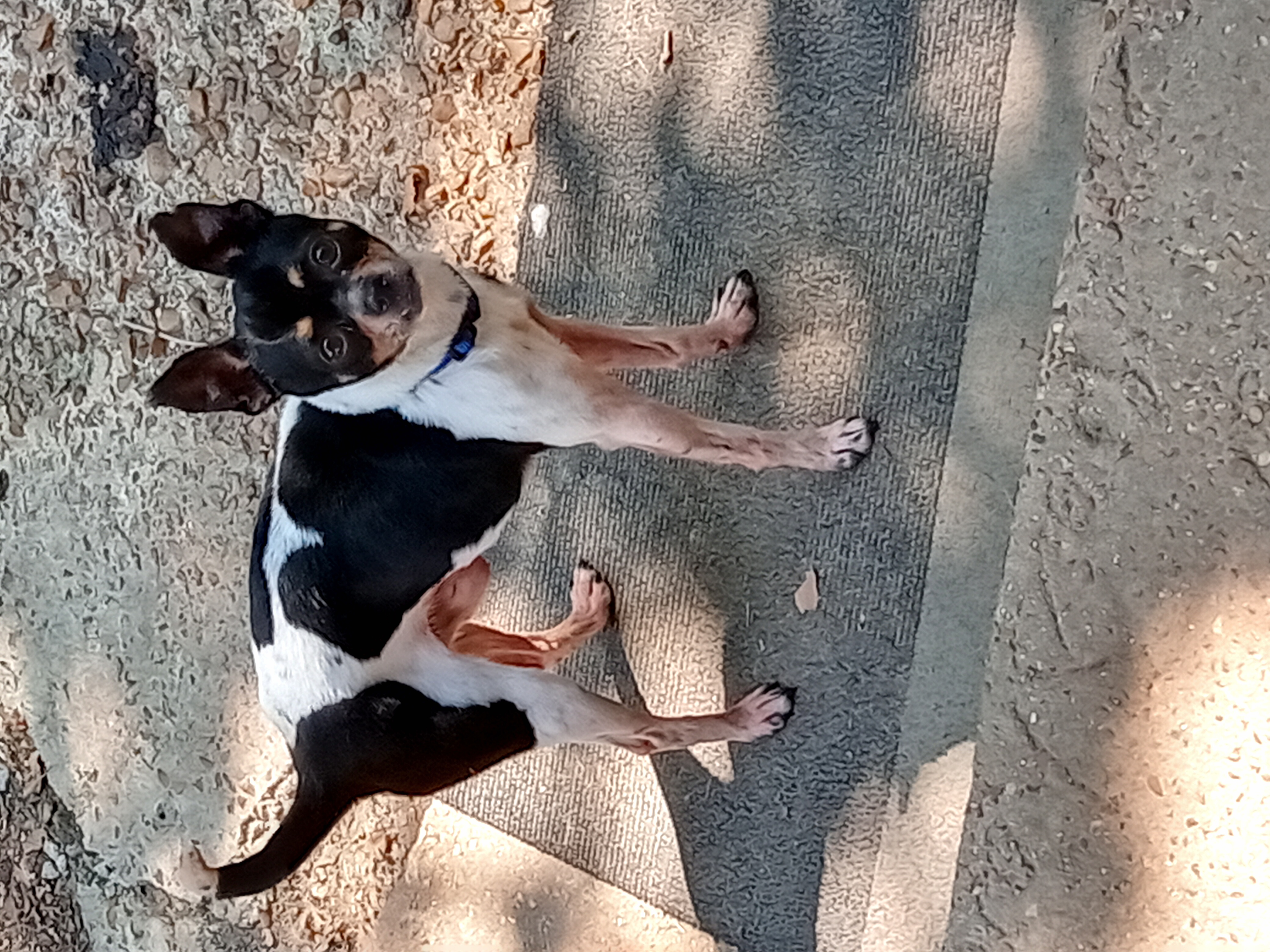 Prince, Adopted, Adult Male Chihuahua.