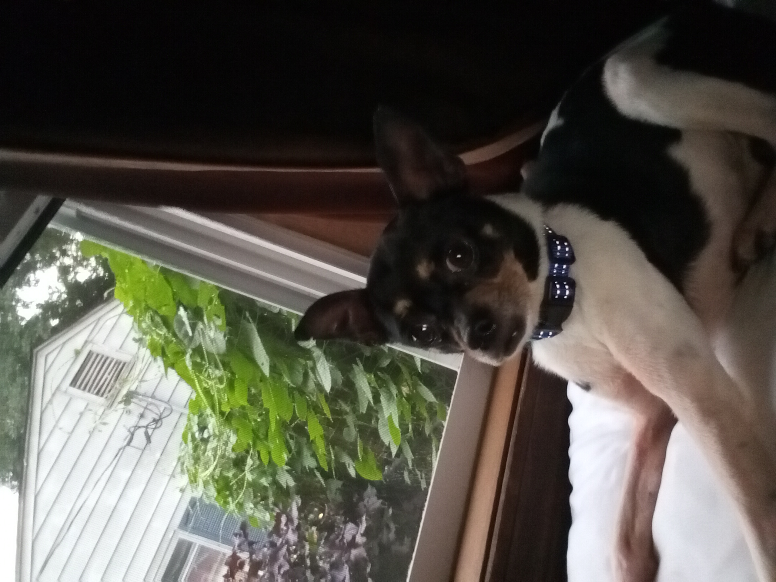 Prince, a Adopted Chihuahua in Memphis, TN image 2/6