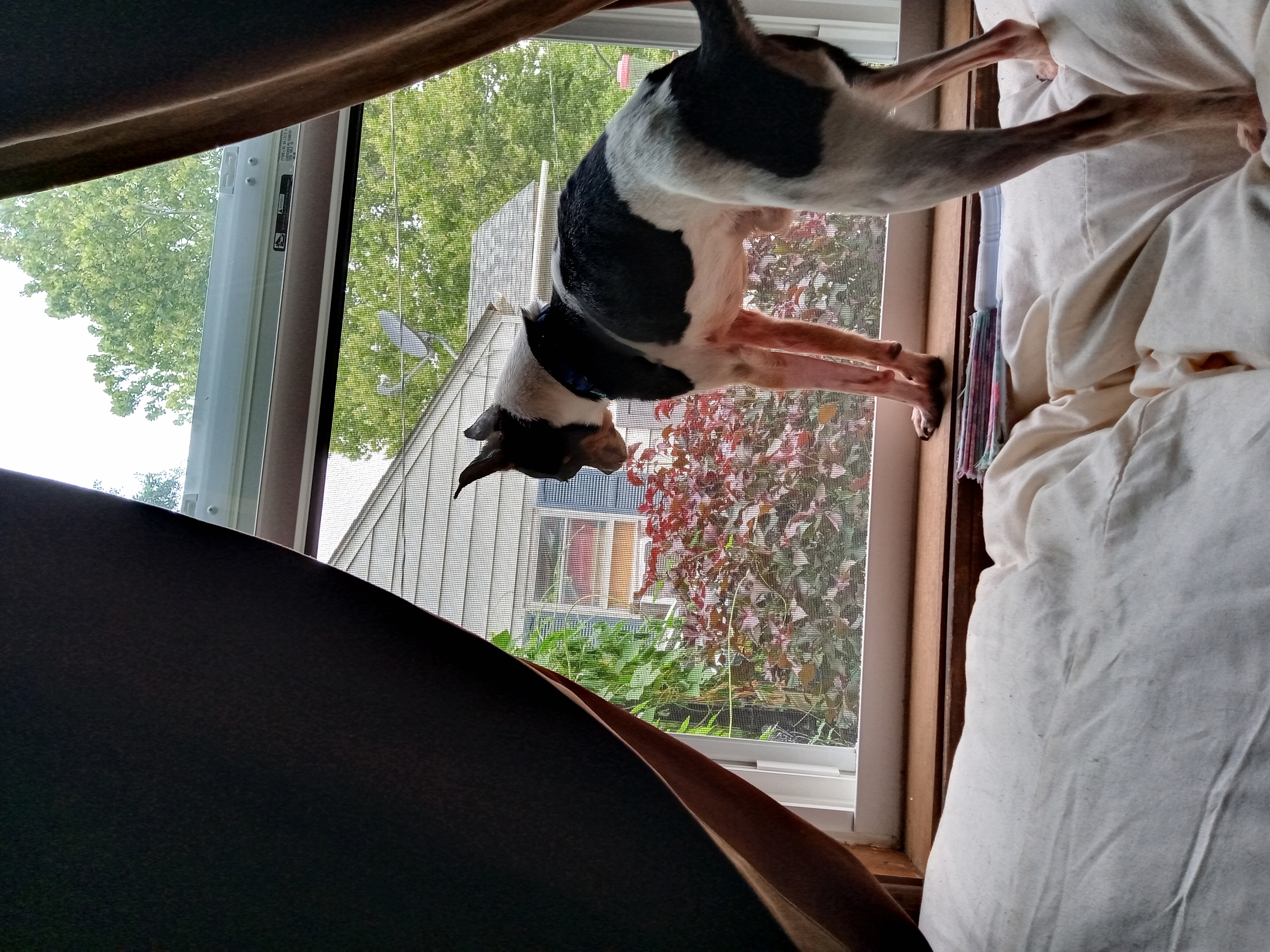 Prince, a Adopted Chihuahua in Memphis, TN image 3/6