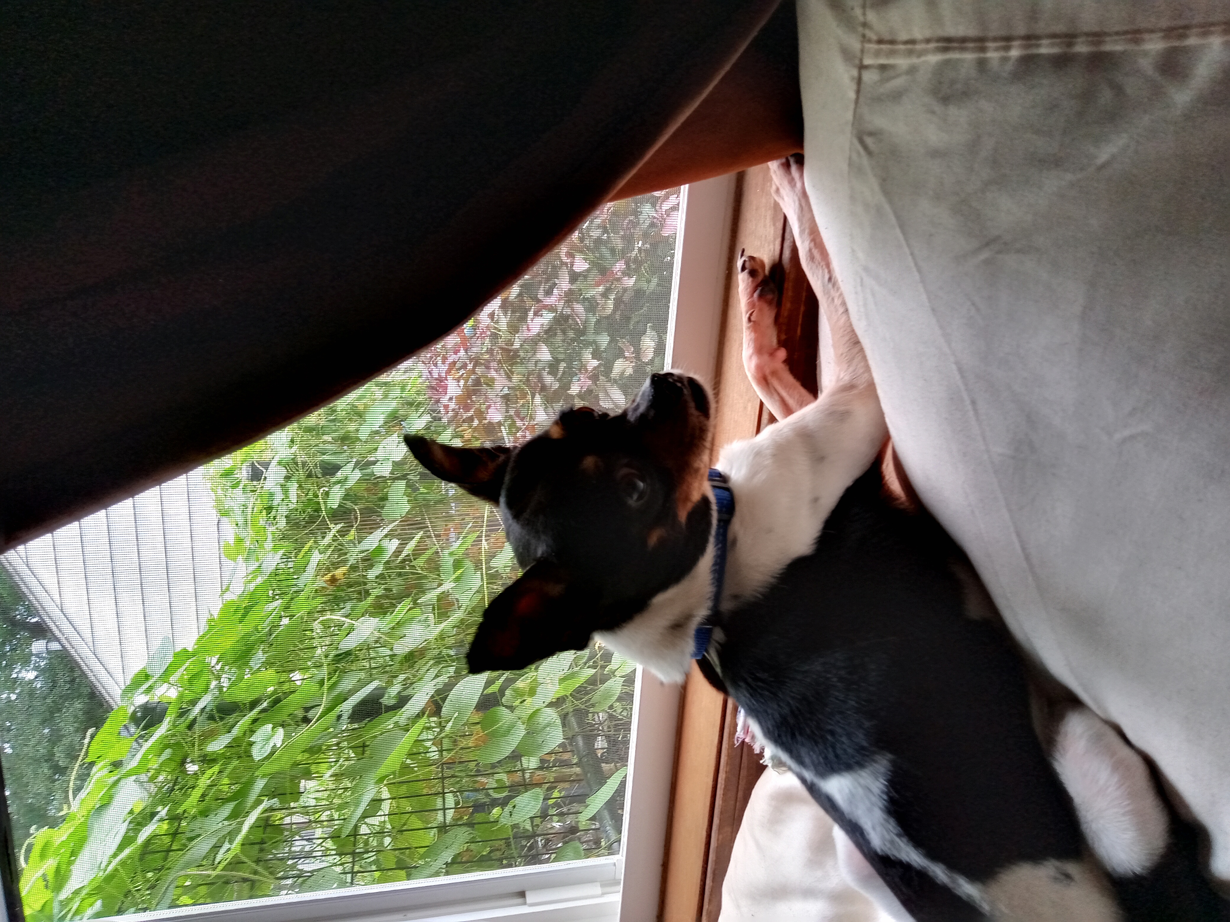 Prince, a Adopted Chihuahua in Memphis, TN image 4/6