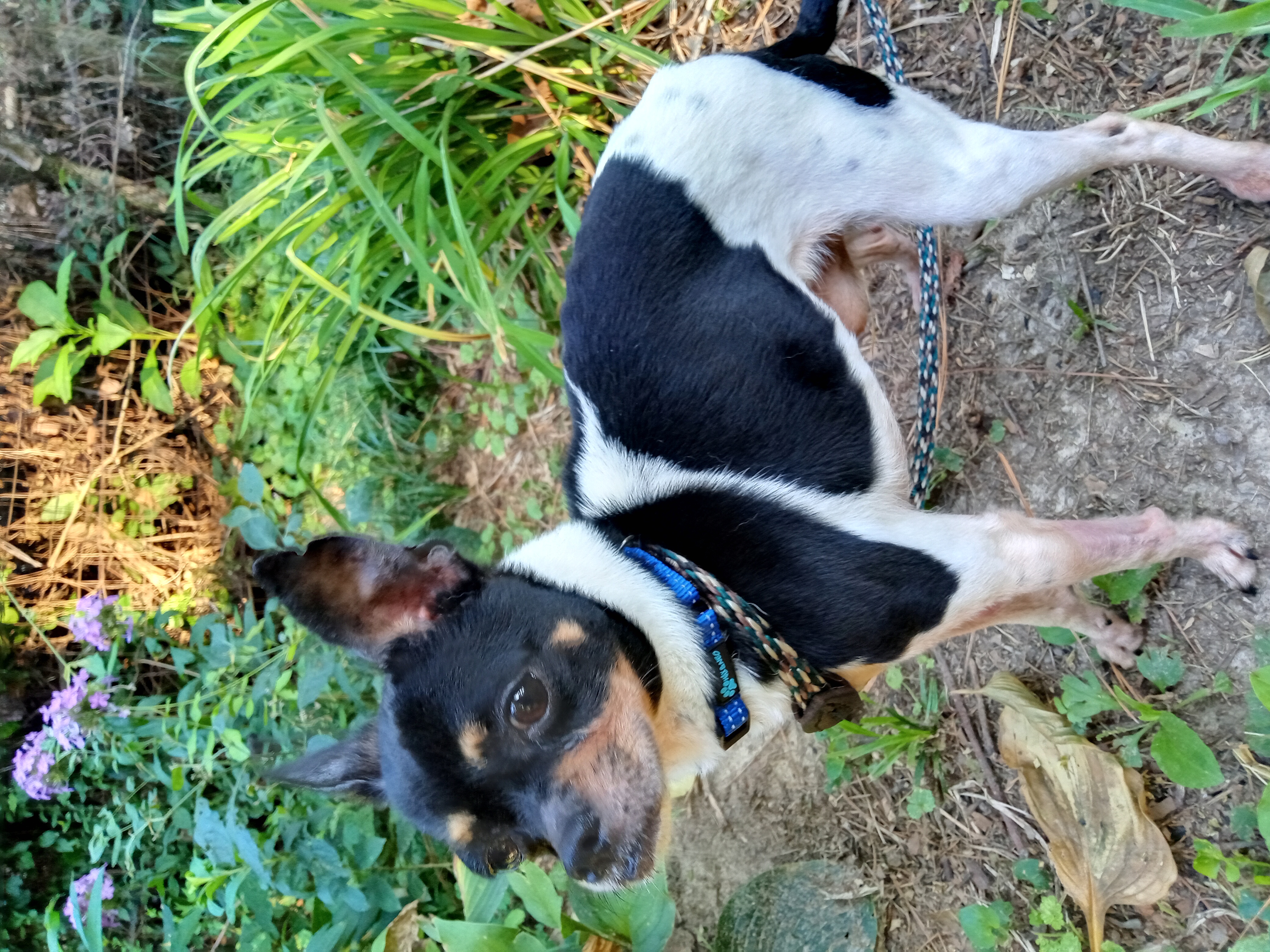 Prince, a Adopted Chihuahua in Memphis, TN image 5/6