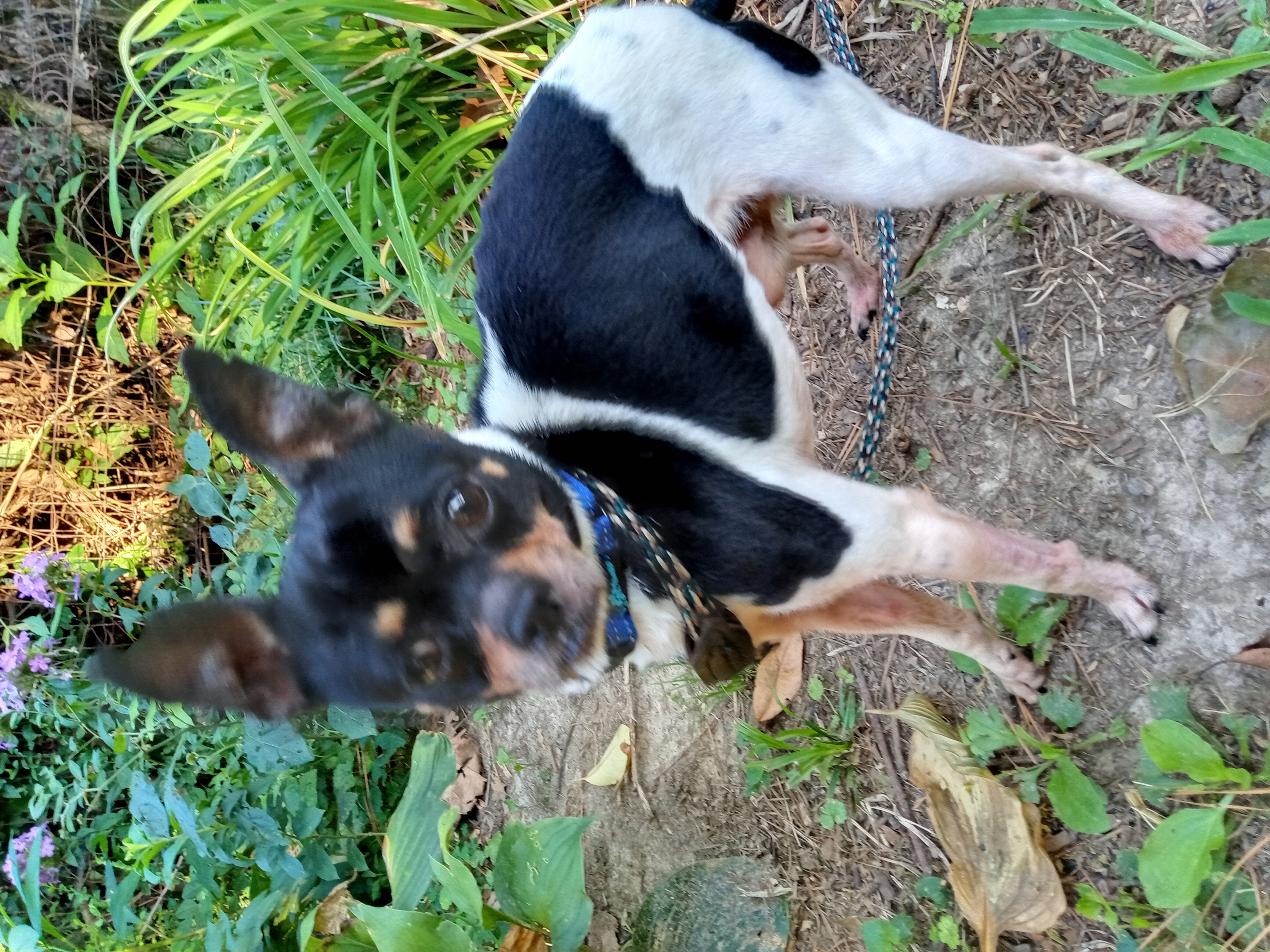 Prince, a Adopted Chihuahua in Memphis, TN image 6/6