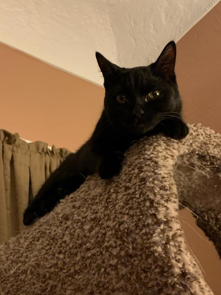 Tuck, a Adoptable Domestic Short Hair in Grand Rapids, MI image 1/12