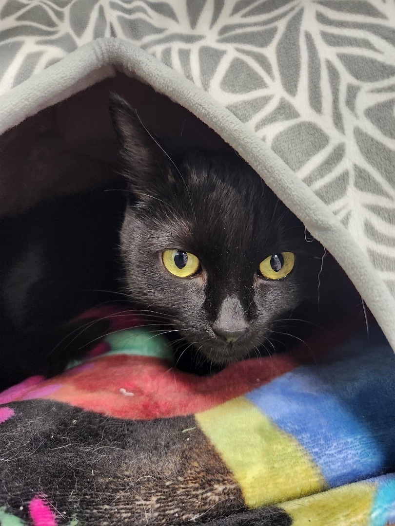 Tuck, a Adoptable Domestic Short Hair in Grand Rapids, MI image 2/12