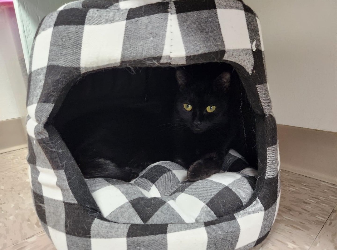 Tuck, a Adoptable Domestic Short Hair in Grand Rapids, MI image 3/12