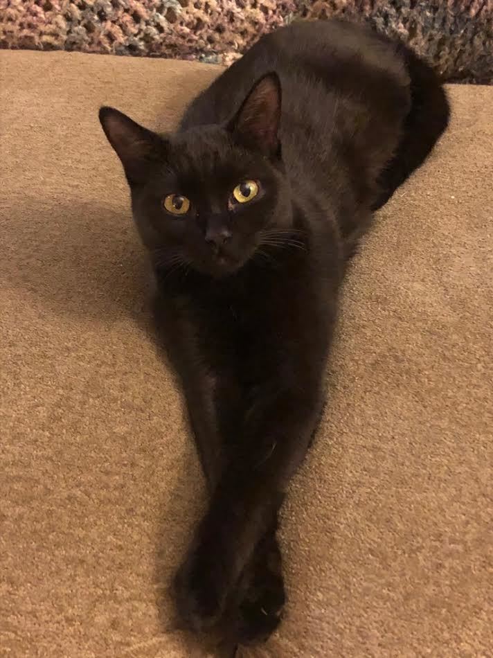 Tuck, a Adoptable Domestic Short Hair in Grand Rapids, MI image 4/12