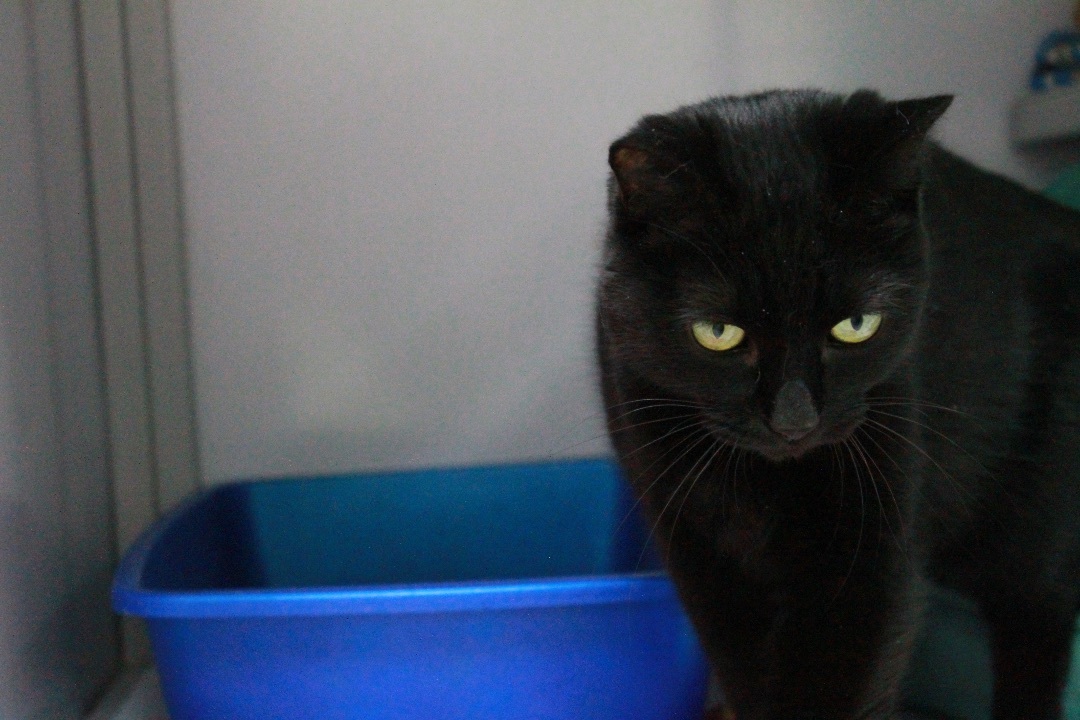 Tuck, a Adoptable Domestic Short Hair in Grand Rapids, MI image 5/12