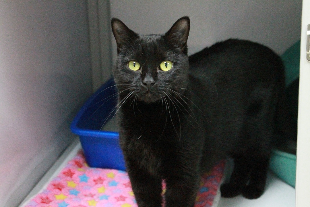 Tuck, a Adoptable Domestic Short Hair in Grand Rapids, MI image 6/12